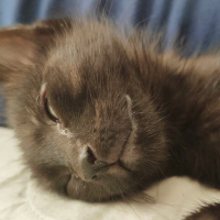 Bombay, Kedi  Gölge fotoğrafı