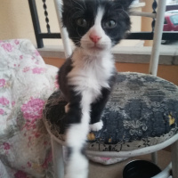 Tekir Kedi, Kedi  Maskeli fotoğrafı