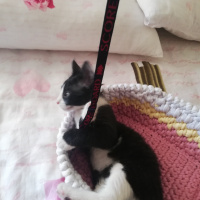 Tekir Kedi, Kedi  Maskeli fotoğrafı