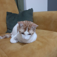 Tekir Kedi, Kedi  Ares fotoğrafı