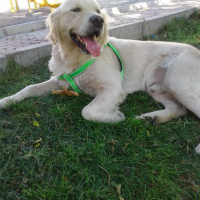 Golden Retriever, Köpek  tekila fotoğrafı