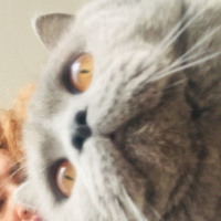 British Shorthair, Kedi  Silver fotoğrafı