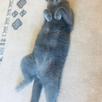 British Shorthair, Kedi  Silver fotoğrafı