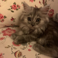 Chinchilla, Kedi  arya fotoğrafı