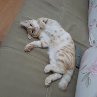 Tekir Kedi, Kedi  Behlül fotoğrafı