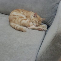 Tekir Kedi, Kedi  Behlül fotoğrafı