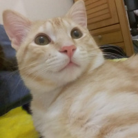 Tekir Kedi, Kedi  Behlül fotoğrafı