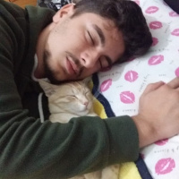 Tekir Kedi, Kedi  Behlül fotoğrafı