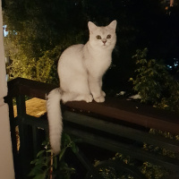 British Shorthair, Kedi  Robin fotoğrafı