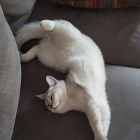 British Shorthair, Kedi  Robin fotoğrafı