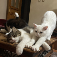 İran Kedisi (Persian), Kedi  Panda fotoğrafı