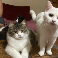 İran Kedisi (Persian), Kedi  Panda fotoğrafı