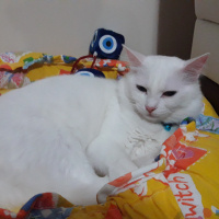 Ankara Kedisi, Kedi  Lokum fotoğrafı