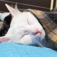 Ankara Kedisi, Kedi  Lokum fotoğrafı