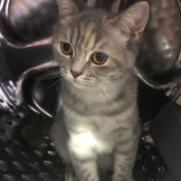 British Shorthair, Kedi  Matmazel fotoğrafı