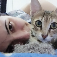 Tekir Kedi, Kedi  Sphynx fotoğrafı