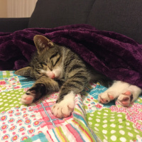Tekir Kedi, Kedi  Feride fotoğrafı