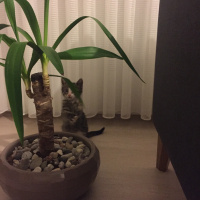 Tekir Kedi, Kedi  Feride fotoğrafı