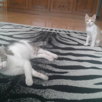 Sarman, Kedi  Poyraz Can fotoğrafı