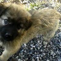 Alman Çoban Köpeği, Köpek  Şeftali fotoğrafı