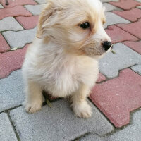 Maltese, Köpek  Kontes fotoğrafı