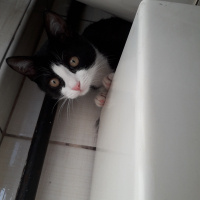 Tekir Kedi, Kedi  ❤ZEYTİN ❤ fotoğrafı