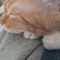 Sarman, Kedi  Tarçın fotoğrafı
