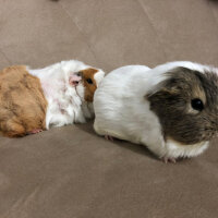 Guinea Pig, Kemirgen  küllü ve tuti fotoğrafı