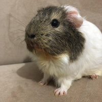 Guinea Pig, Kemirgen  küllü ve tuti fotoğrafı