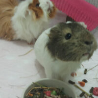 Guinea Pig, Kemirgen  küllü ve tuti fotoğrafı