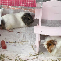 Guinea Pig, Kemirgen  küllü ve tuti fotoğrafı