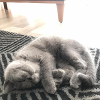 British Shorthair, Kedi  Loki fotoğrafı