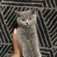 British Shorthair, Kedi  Loki fotoğrafı