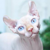 Tekir Kedi, Kedi  Yumak fotoğrafı