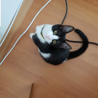 Tuxedo (Smokin) Kedi, Kedi  PUKİ fotoğrafı