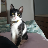 Tuxedo (Smokin) Kedi, Kedi  PUKİ fotoğrafı