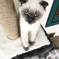 Scottish Fold, Kedi  Miya fotoğrafı