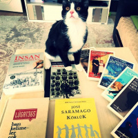 Tuxedo (Smokin) Kedi, Kedi  misket fotoğrafı