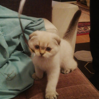 Scottish Fold, Kedi  DUMAN fotoğrafı