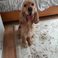 Amerikan Cocker Spaniel, Köpek  Fındık fotoğrafı