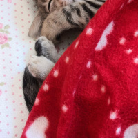 Tekir Kedi, Kedi  Maya fotoğrafı