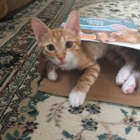 Sarman, Kedi  Şeftali fotoğrafı