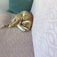 Sarman, Kedi  Şeftali fotoğrafı