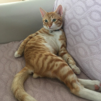 Sarman, Kedi  Şeftali fotoğrafı