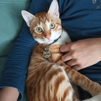 Sarman, Kedi  Şeftali fotoğrafı