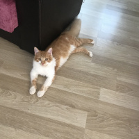 Sarman, Kedi  Tosbik fotoğrafı