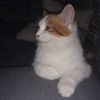 Maine Coon, Kedi  wally fotoğrafı