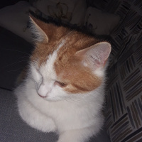 Maine Coon, Kedi  wally fotoğrafı