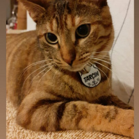 Tekir Kedi, Kedi  tarçın fotoğrafı