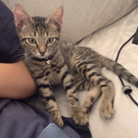 Tekir Kedi, Kedi  Bıdı fotoğrafı